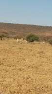 Image of Grevy's Zebra