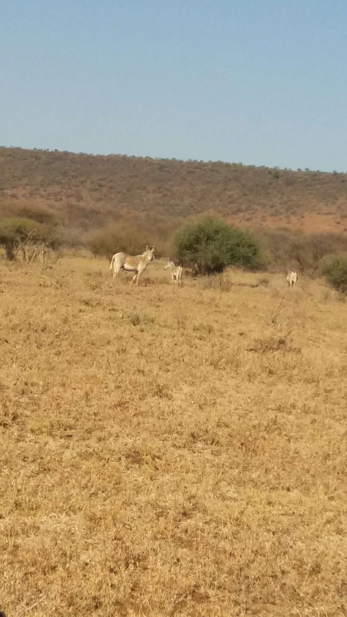 Image of Grevy's Zebra