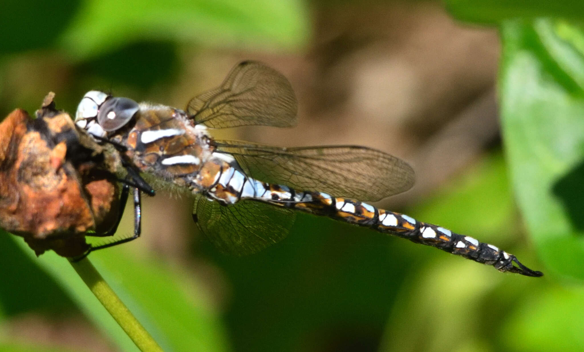 Image of California Darner