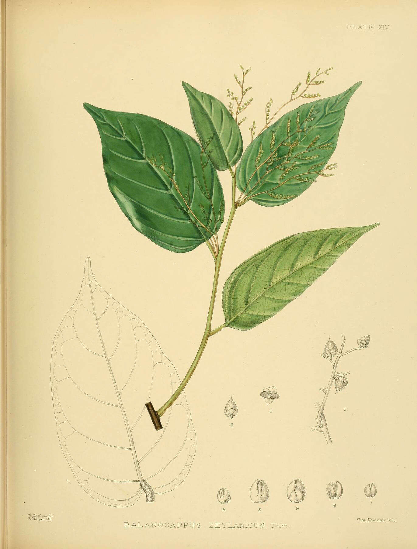 Image of Hopea brevipetiolaris (Thw.) P. S. Ashton