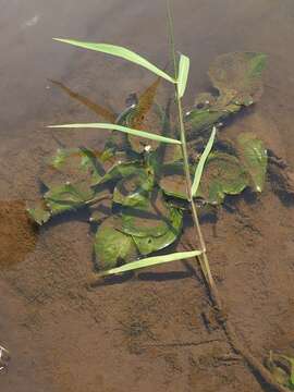 Image of Duck-Lettuce