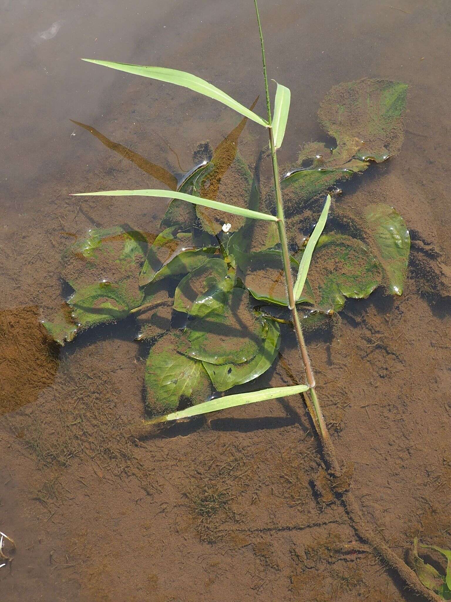 Image of Duck-Lettuce