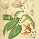 Image de Shorea congestiflora (Thw.) P. S. Ashton
