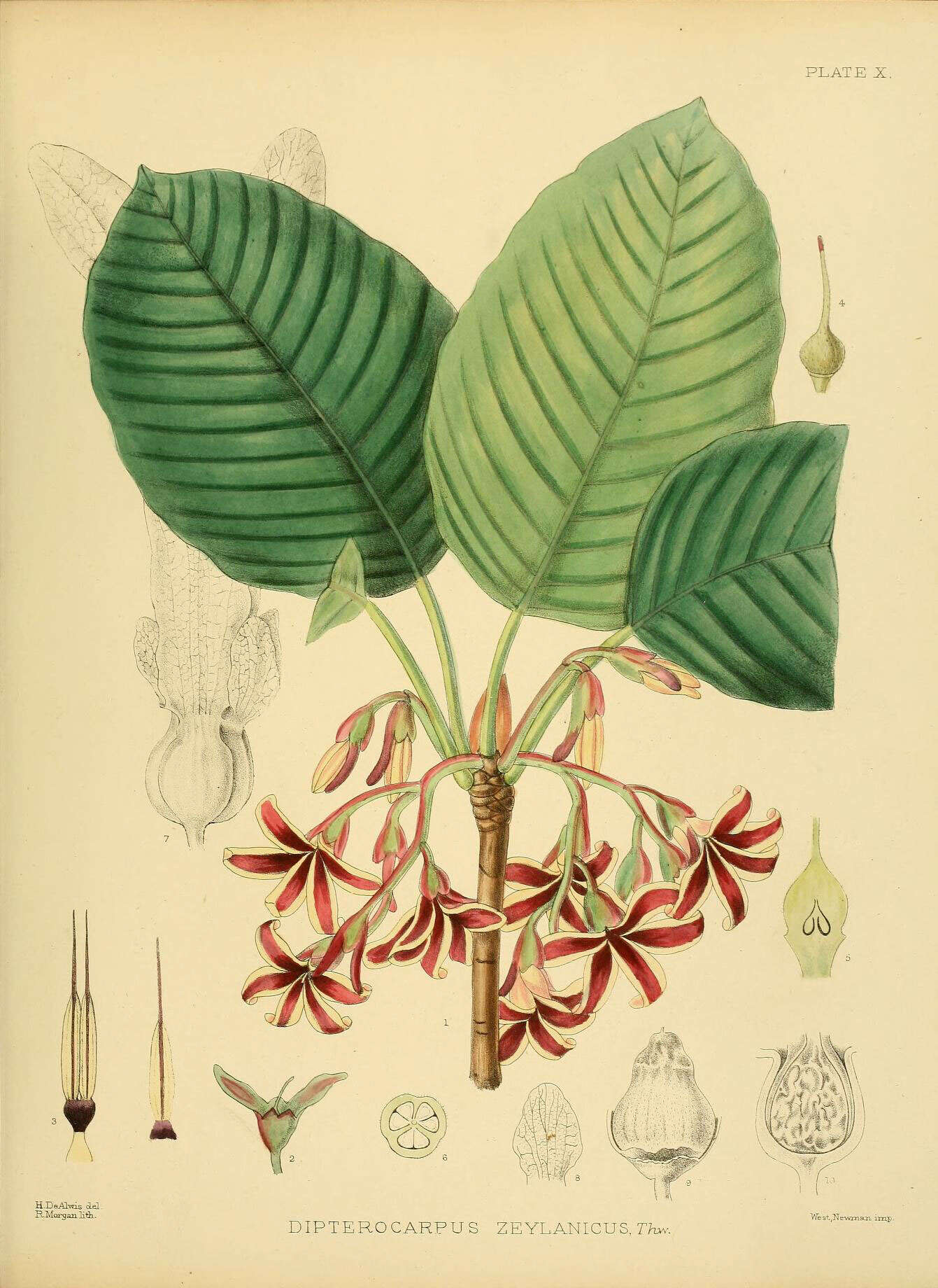 Image of Dipterocarpus zeylanicus Thw.