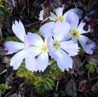 Image of Primula deuteronana Craib