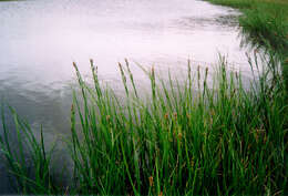 Image of Carex speciosa subsp. speciosa