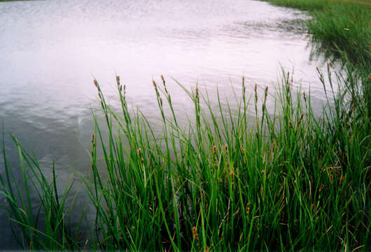 Image of Carex speciosa Kunth