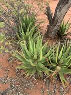 Image of Malapati aloe