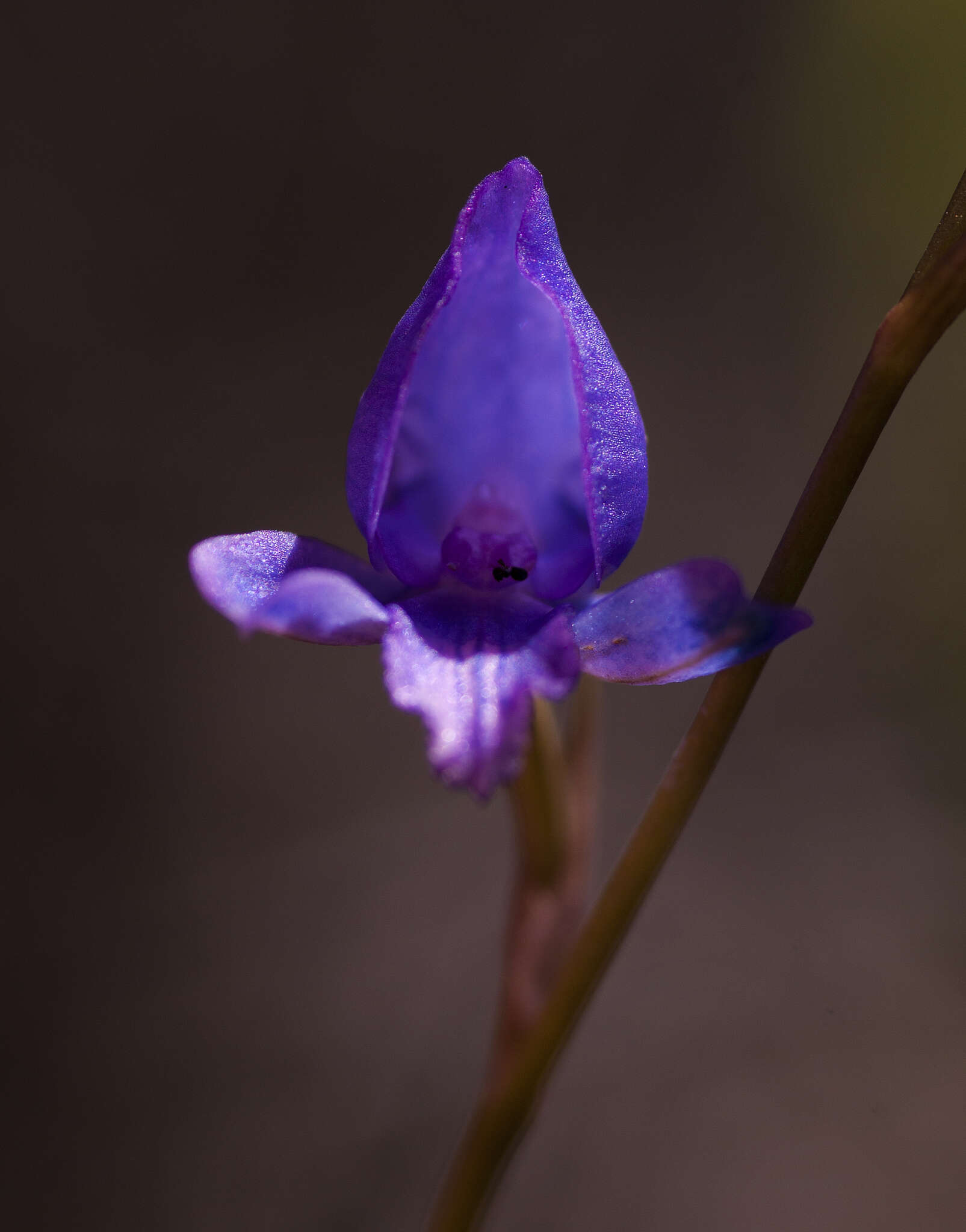 Image of Disa hians (L. fil.) Spreng.