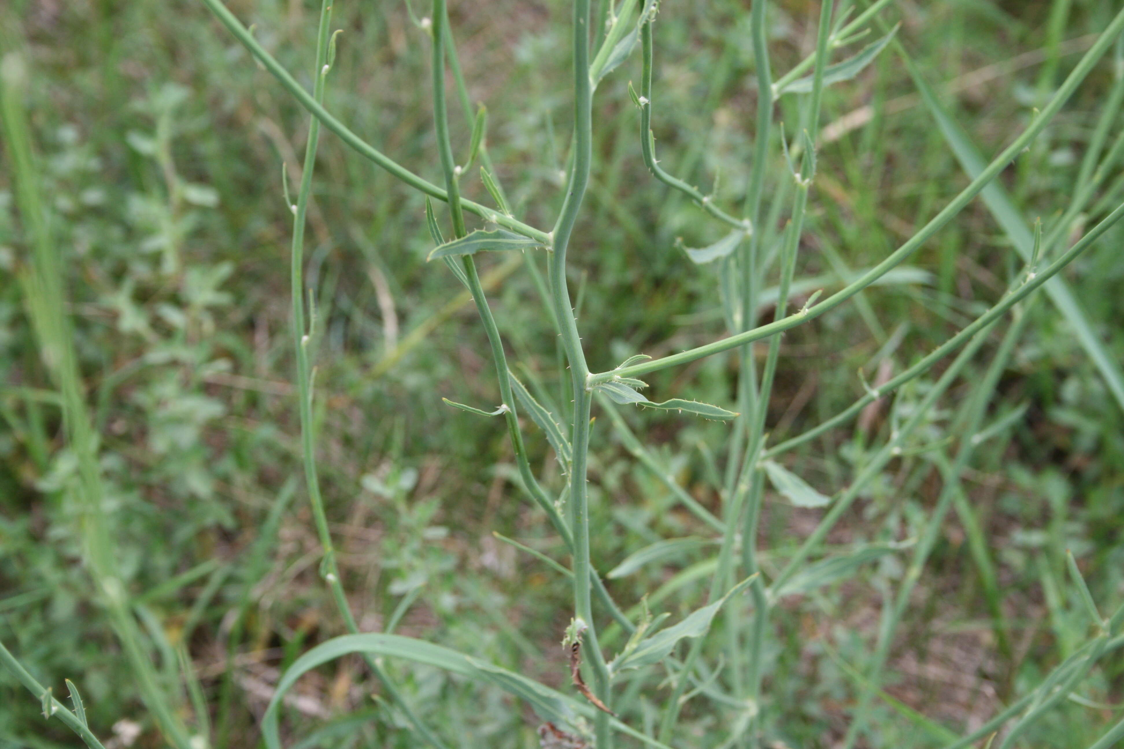 Image of chondrilla