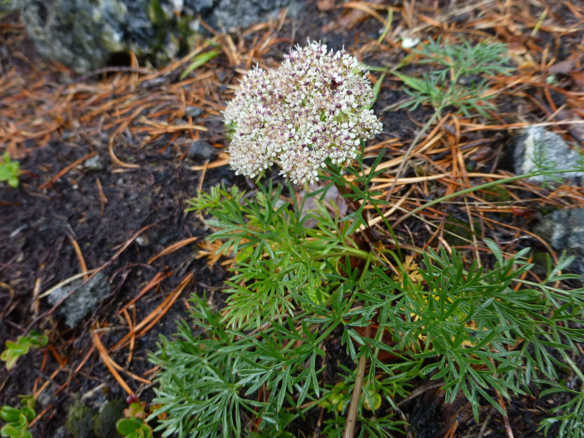 Imagem de Pachypleurum simplex (L.) Rchb.