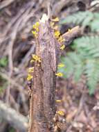 Image of Calocera guepinioides Berk. 1845