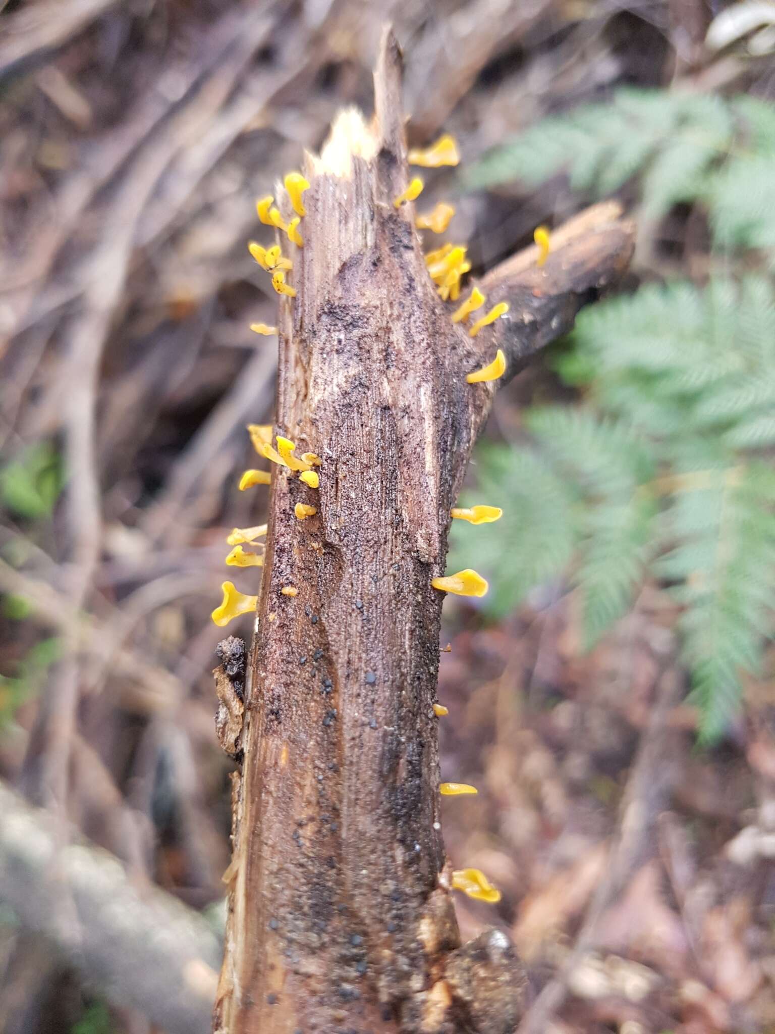 Image de Calocera guepinioides Berk. 1845