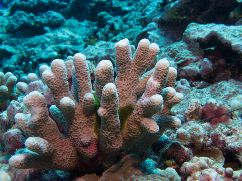 Image of pore coral