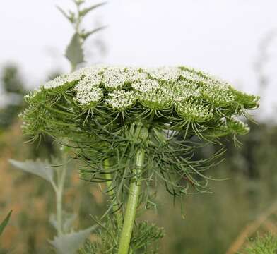 Imagem de Visnaga