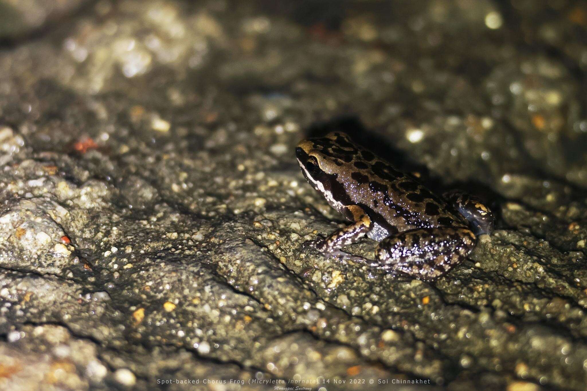 Image of Micryletta erythropoda (Tarkhnishvili 1994)