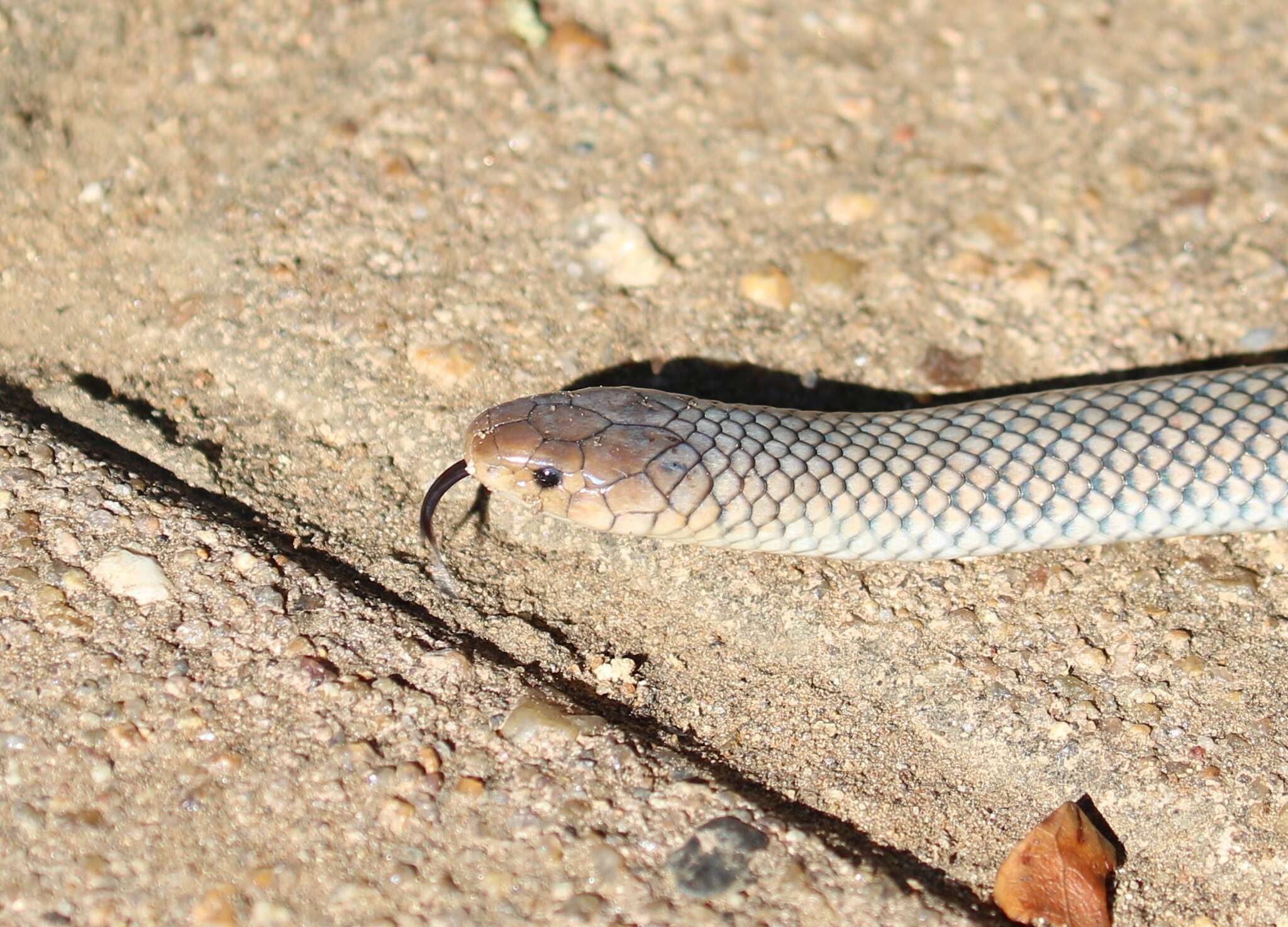 Image of Plumbeous or Reticulated Centipede Eater