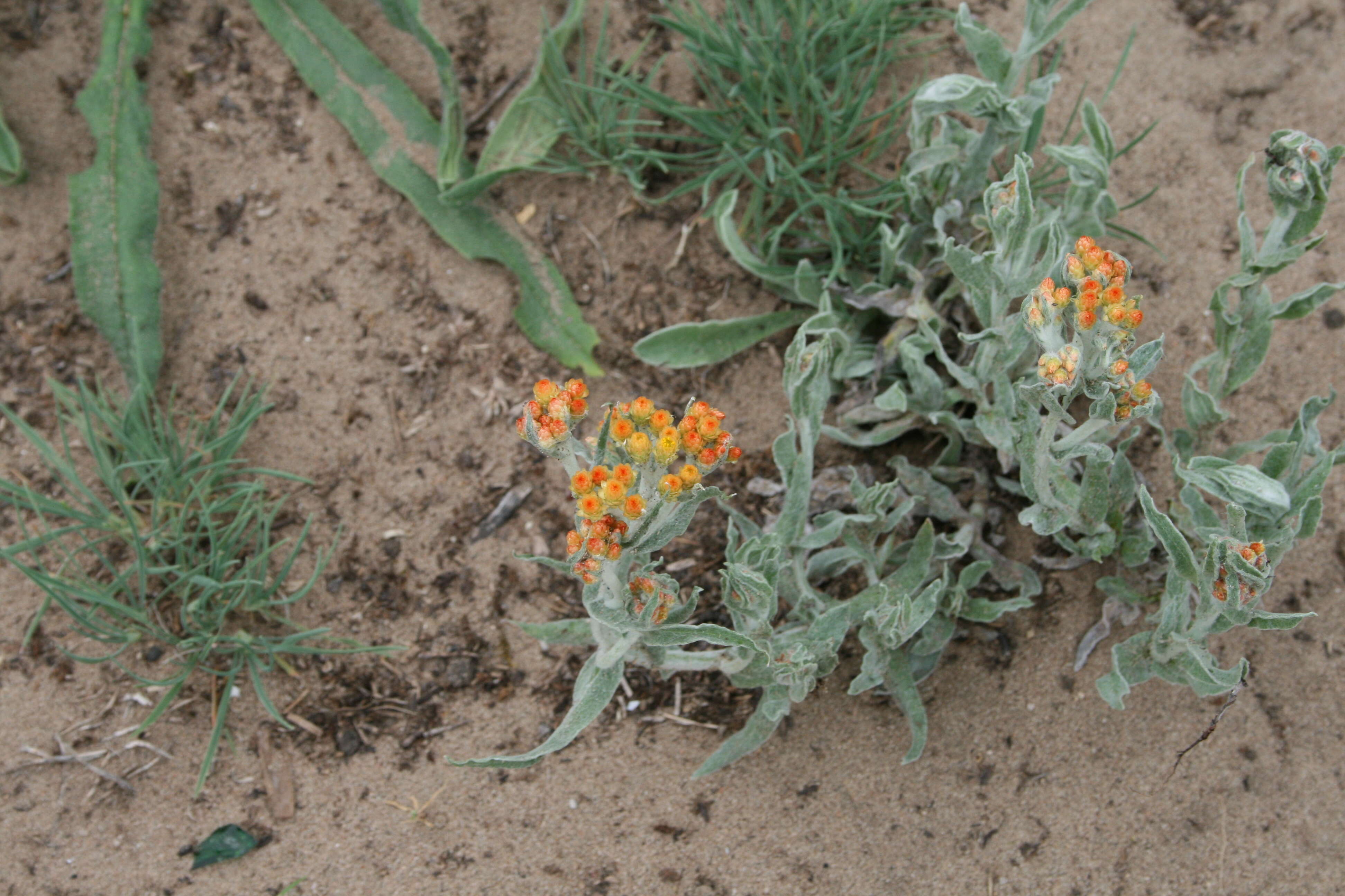 Image of strawflower