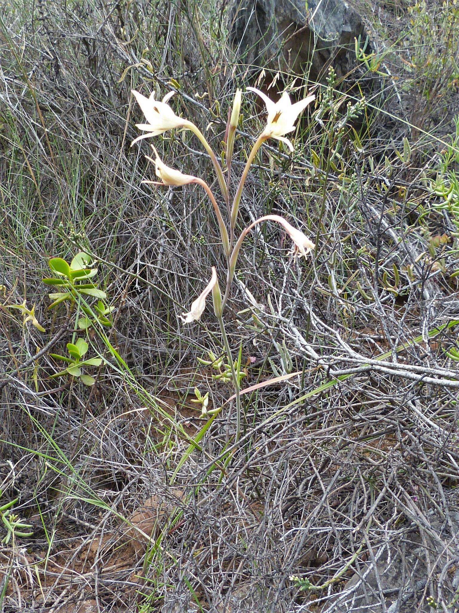 Imagem de Gladiolus leptosiphon F. Bolus