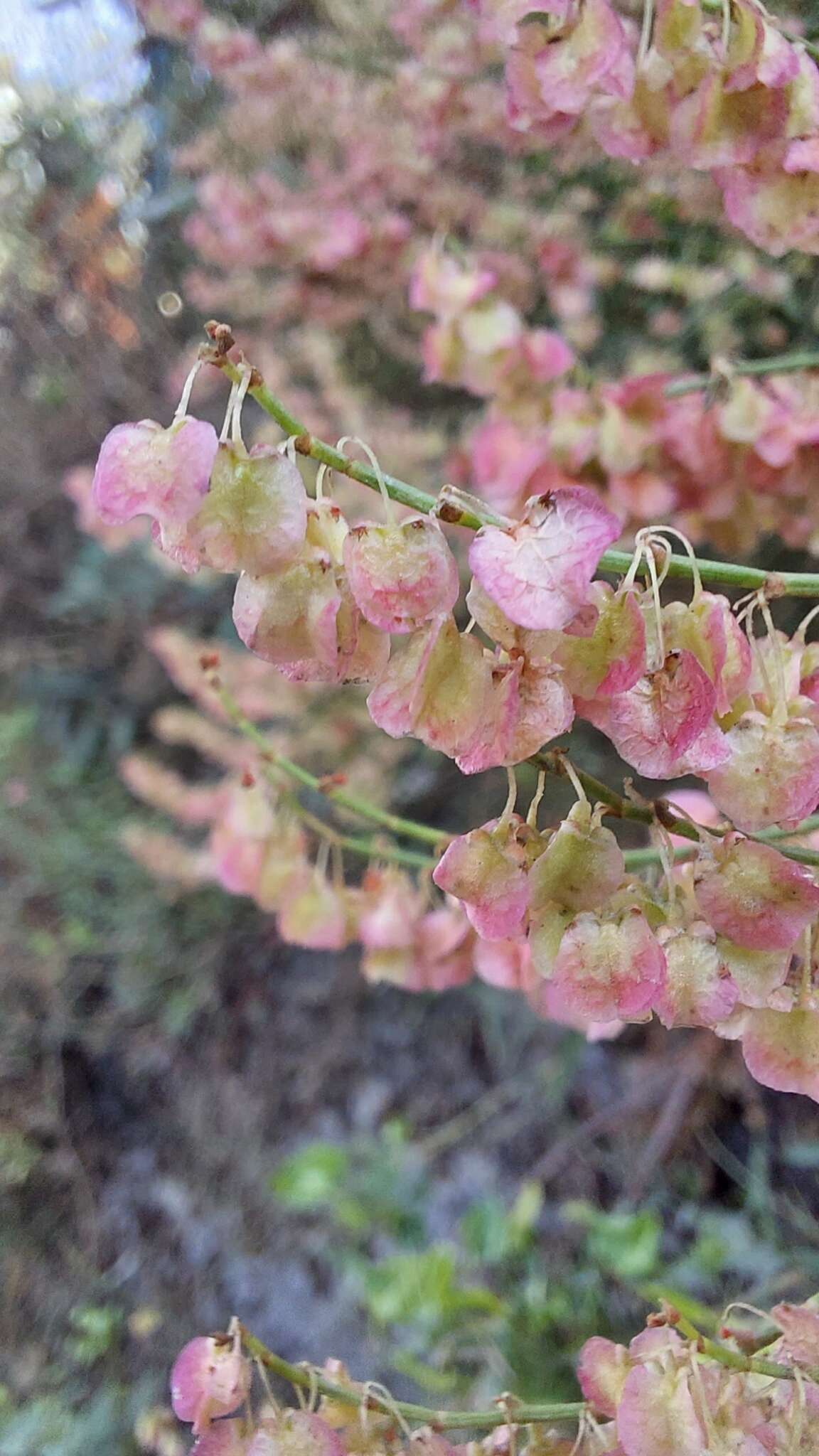 Rumex hastatus D. Don resmi