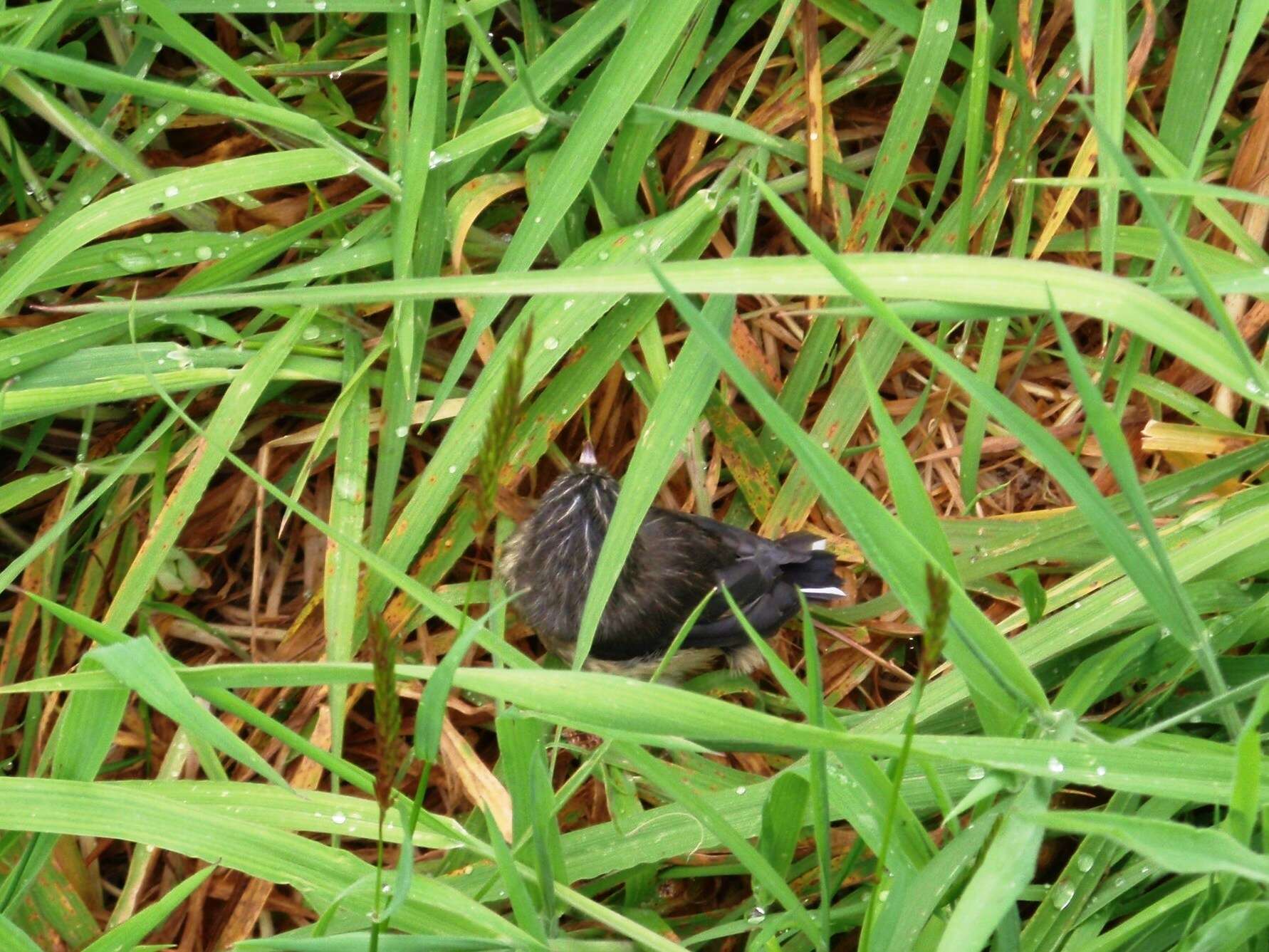 Image of Petroica macrocephala macrocephala (Gmelin & JF 1789)