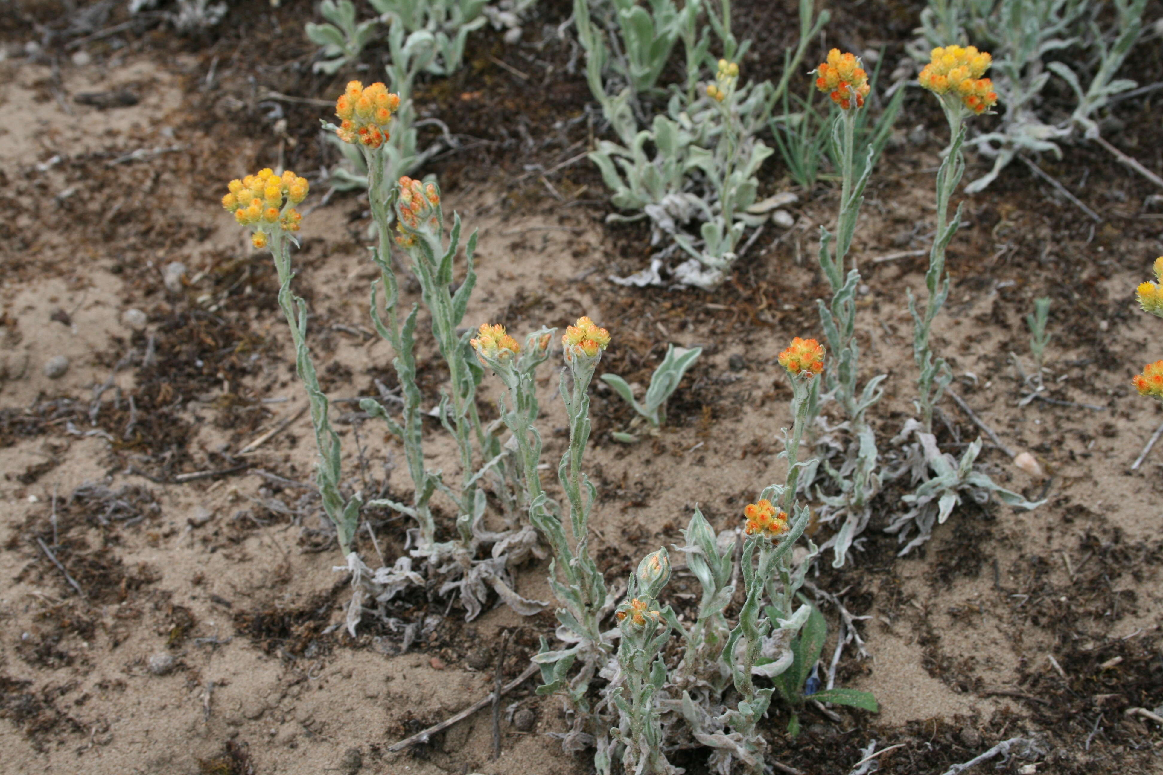 Image of strawflower