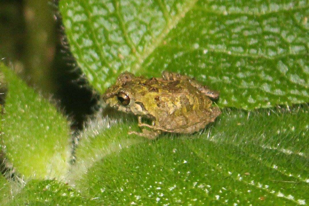 Слика од Pristimantis pteridophilus (Lynch & Duellman 1997)