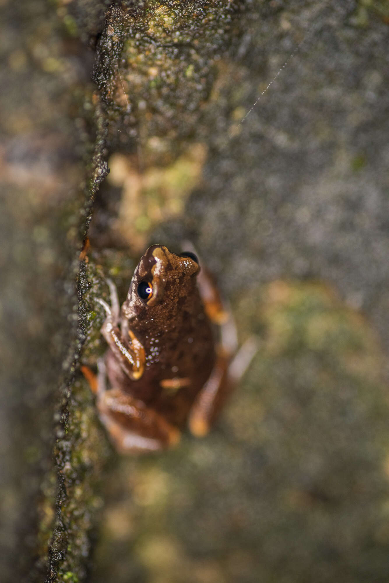 Image of Micryletta erythropoda (Tarkhnishvili 1994)