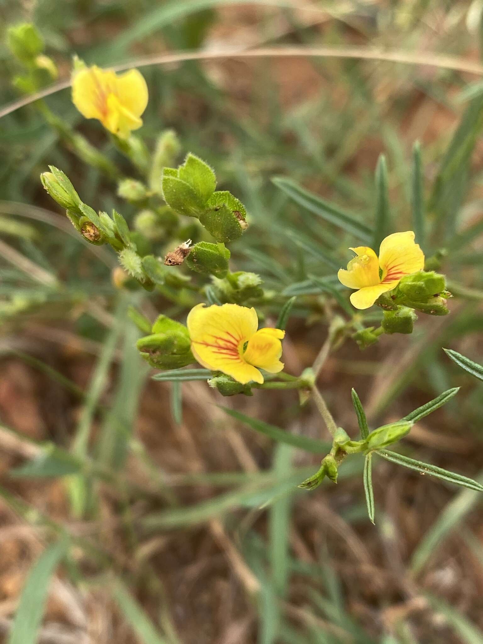 Image de Zornia linearis E. Mey.