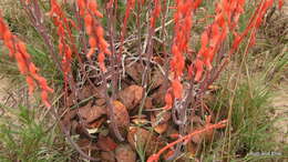 Image of Gasteria nitida (Salm-Dyck) Haw.