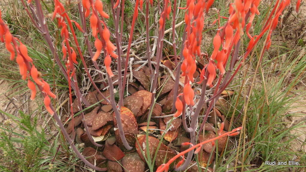 Image of Gasteria nitida (Salm-Dyck) Haw.