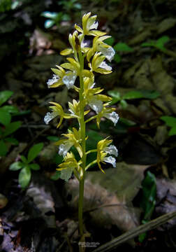 Image of Common Oreorchis