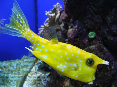 Image of Longhorn cowfish