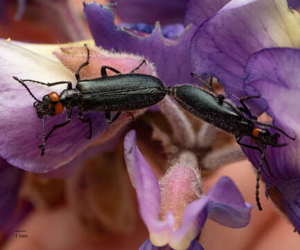 Image of Red-eared Blister Beetle