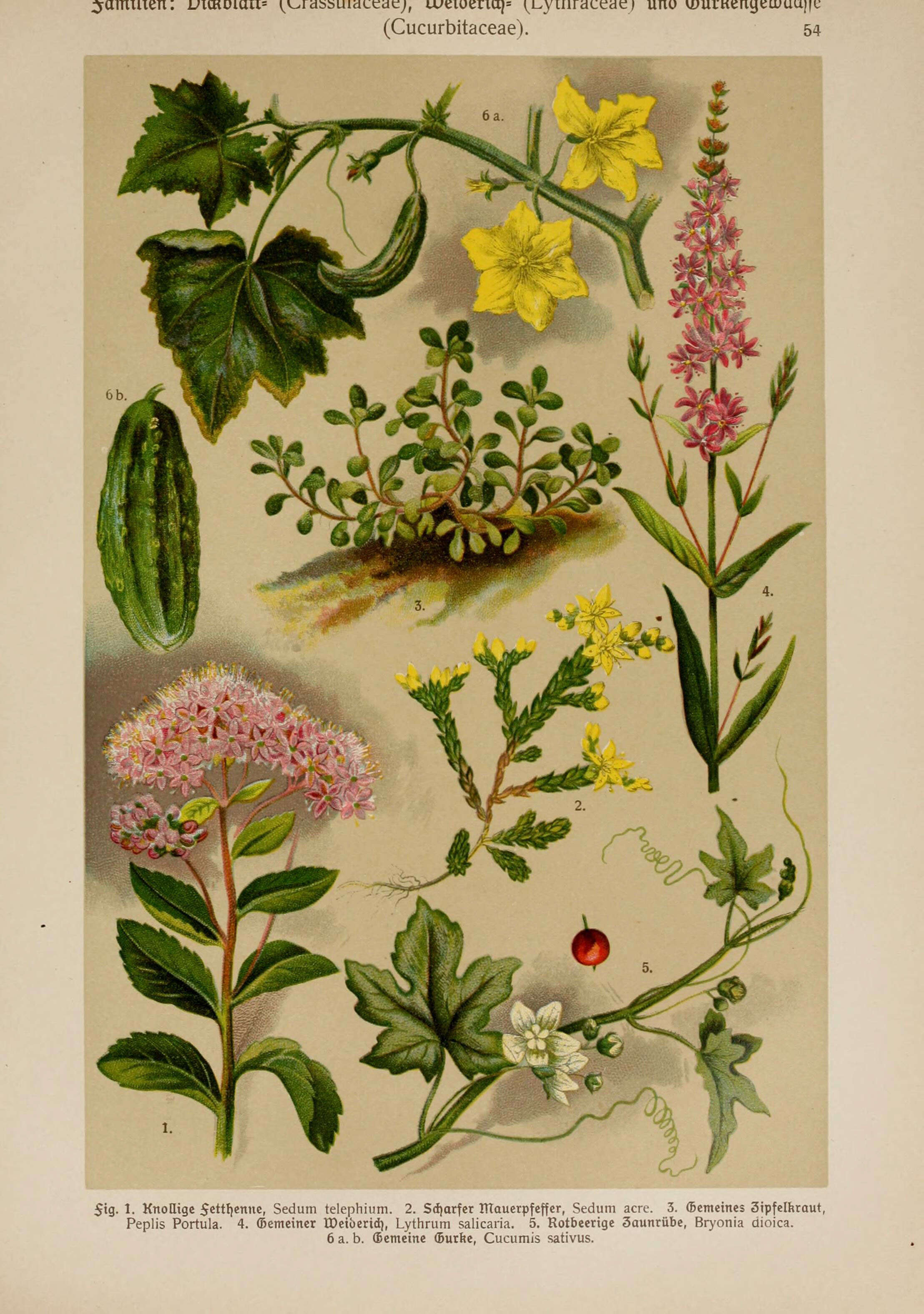 Image of Spatulaleaf Loosestrife