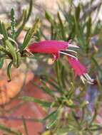 Image of Eremophila latrobei subsp. glabra (L. S. Smith) R. J. Chinnock