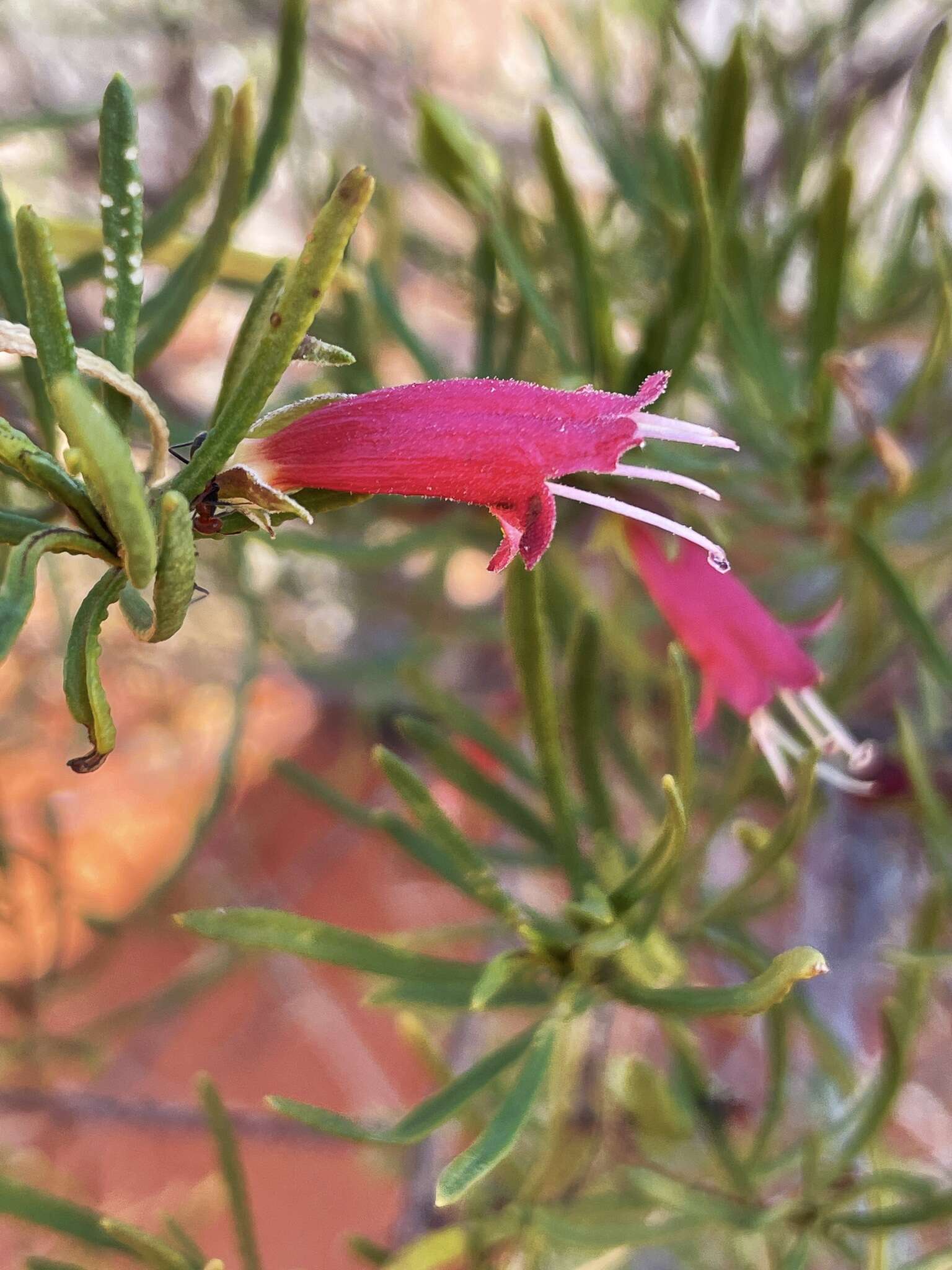 صورة Eremophila latrobei subsp. glabra (L. S. Smith) R. J. Chinnock