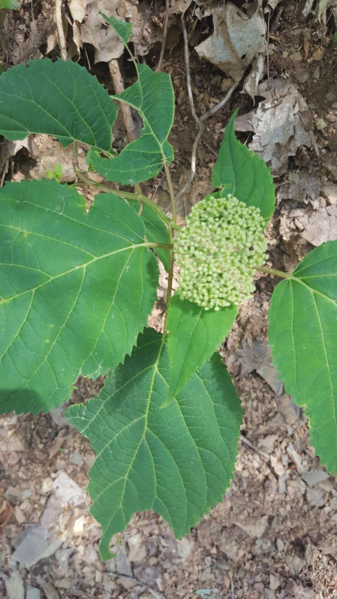 Imagem de Hydrangea arborescens L.