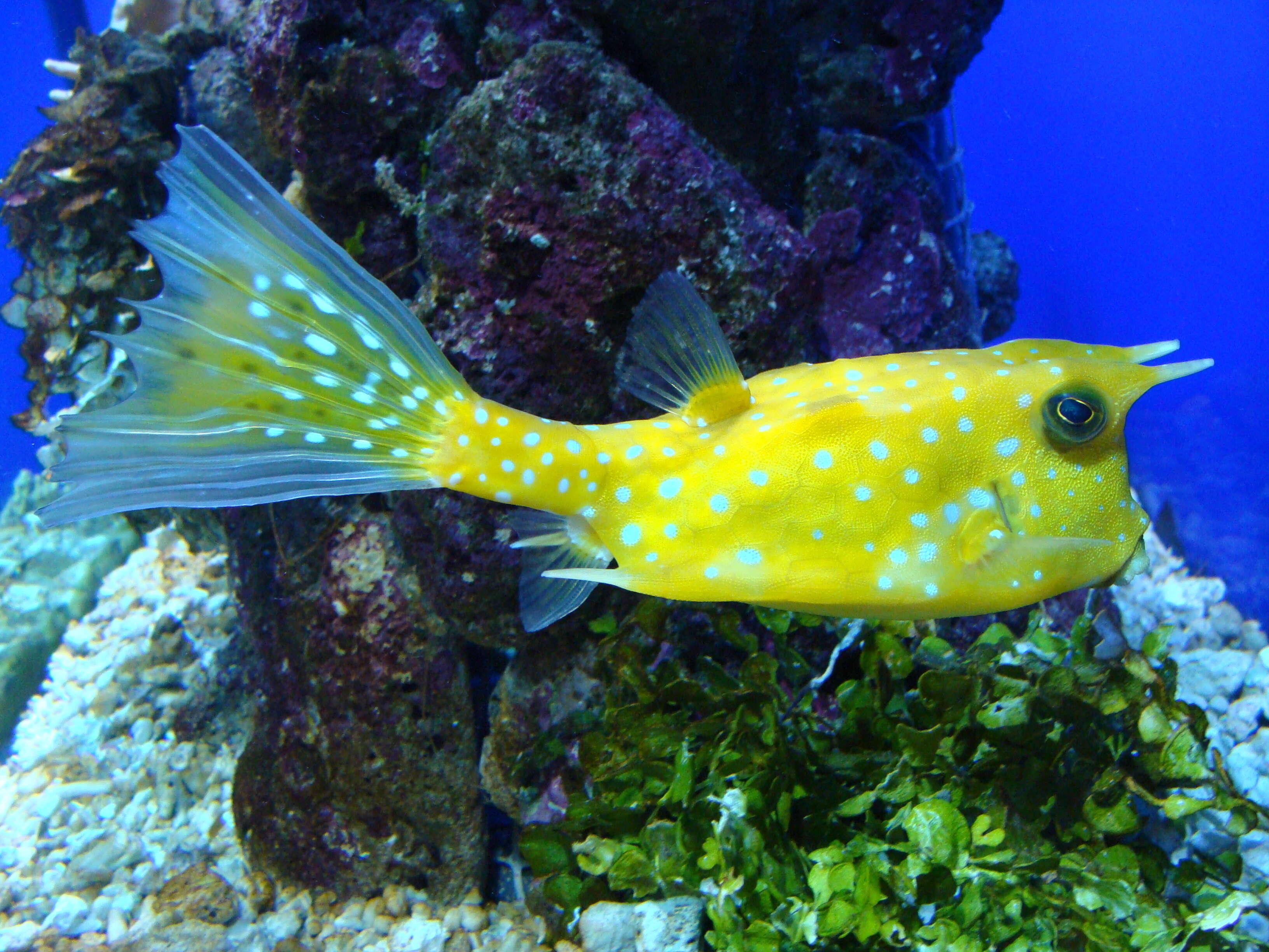 Image of Longhorn cowfish