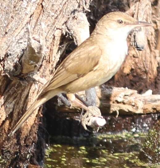 Image of Clamorous Reed Warbler