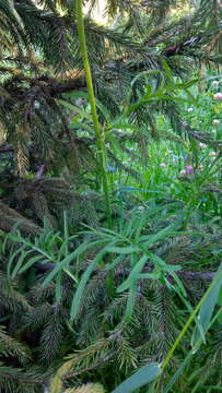 Centaurea scabiosa subsp. scabiosa的圖片