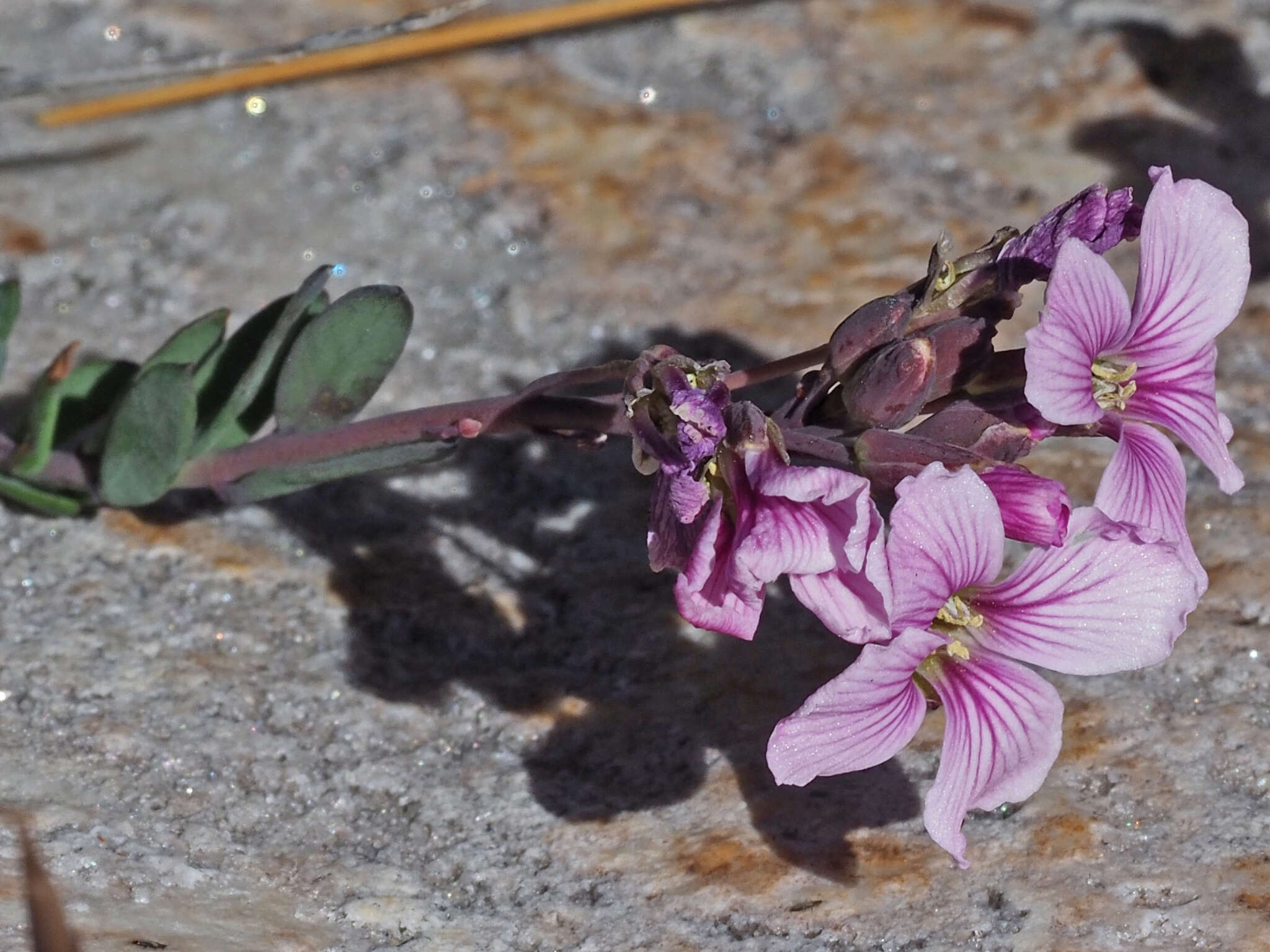 Image de Heliophila cedarbergensis Marais