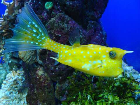 Image of Longhorn cowfish