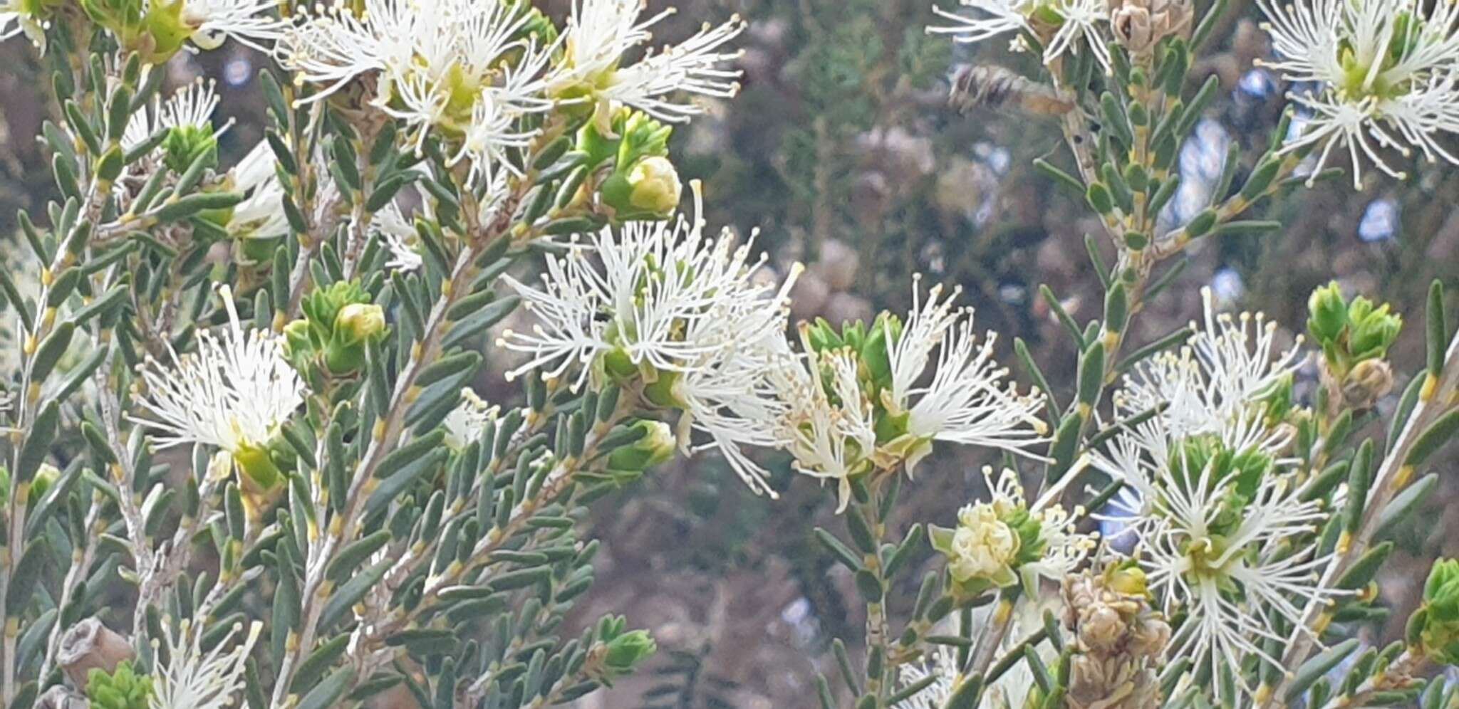 Sivun Melaleuca halmaturorum F. Müll. ex Miq. kuva