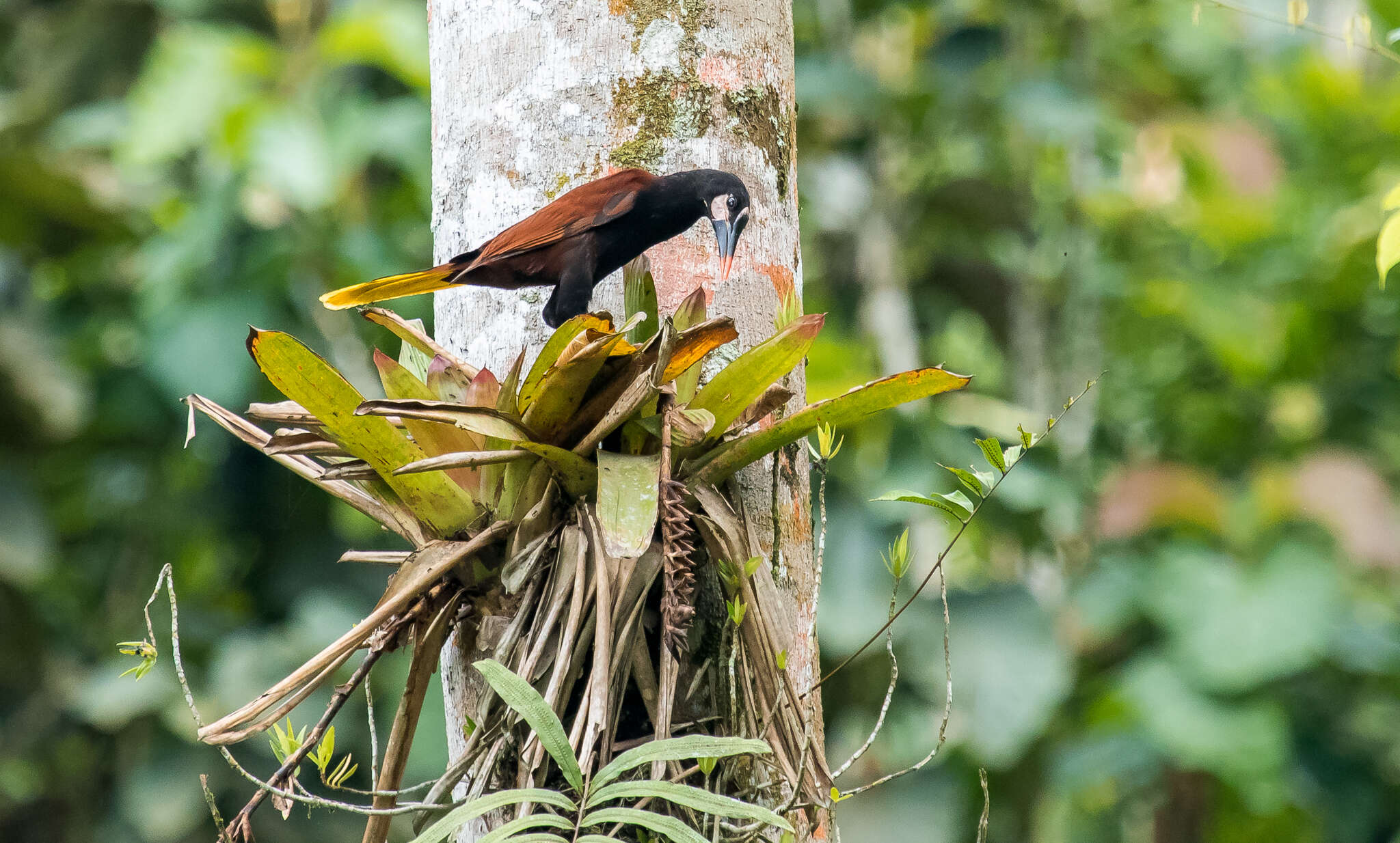 Image of Baudo Oropendola