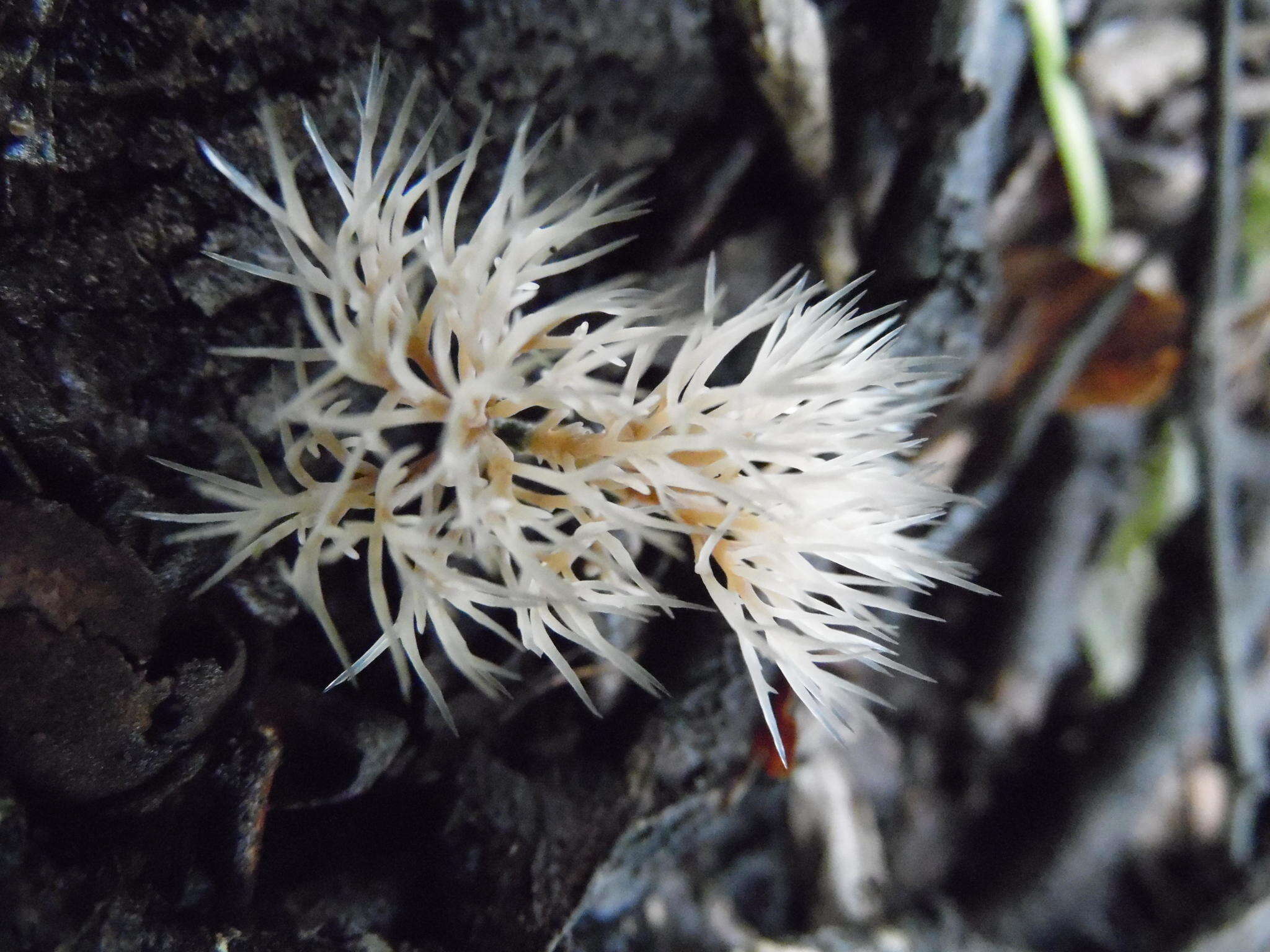 Image of Angel hair coral