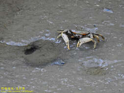 Imagem de Macrophthalmus (Mareotis) banzai Wada & K. Sakai 1989