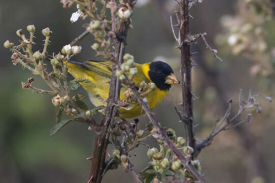 Image of Antillean Siskin