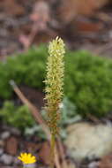 Image of narrow-petal rein orchid