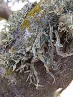 Imagem de Ramalina leptocarpha Tuck.